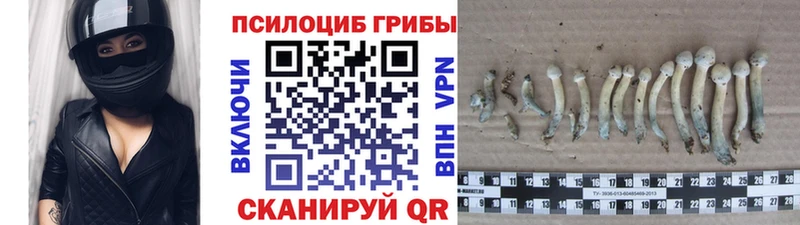 Галлюциногенные грибы мицелий  KRAKEN ССЫЛКА  Вяземский 